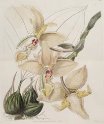 Stanhopea × quadricornis Lindl. (1838) (Stanhopea grandiflora × Stanhopea wardii)